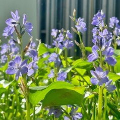 ミズアオイの花2