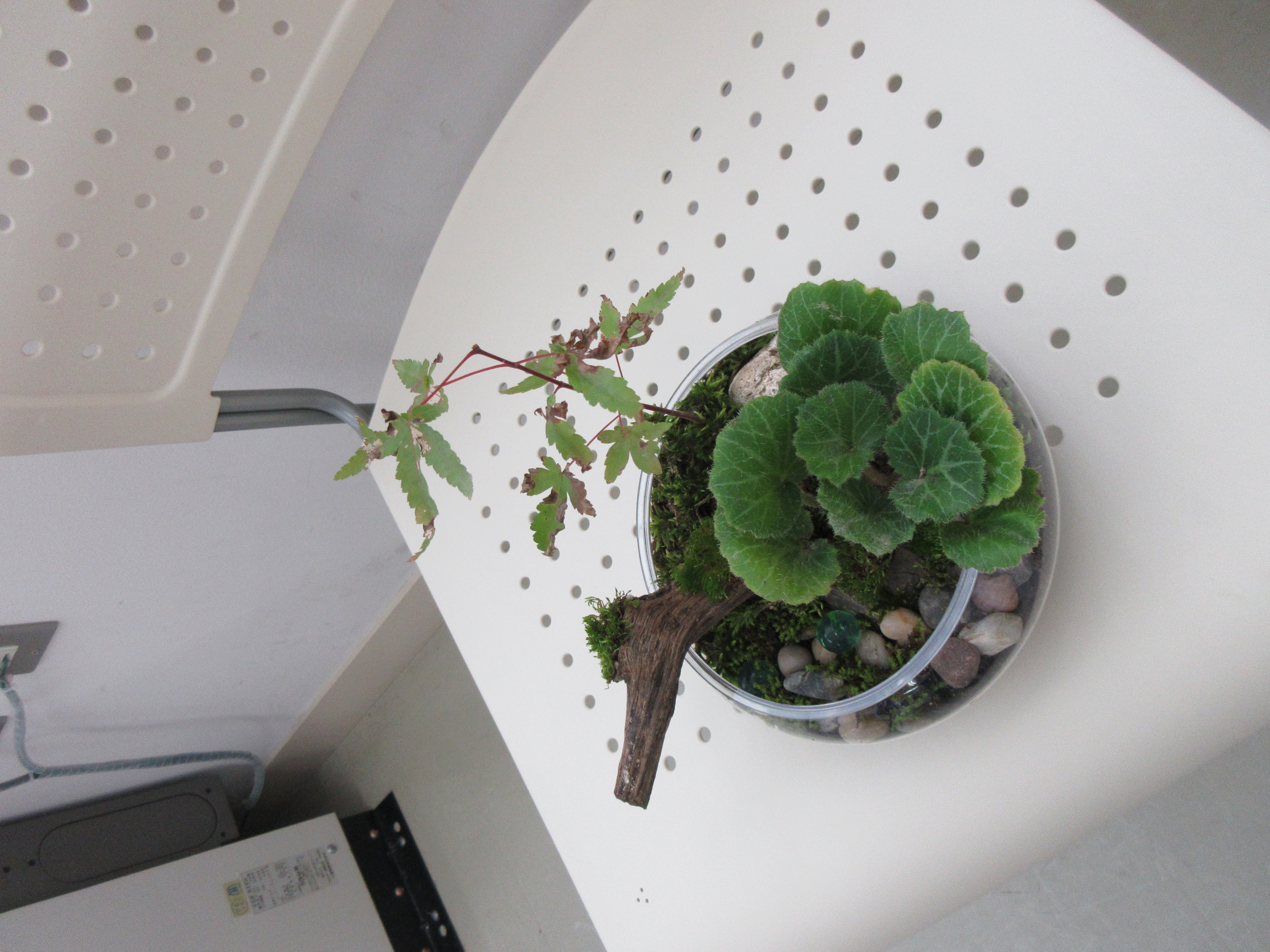 ミニチュアガーデン1