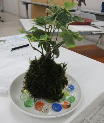 完成した苔玉