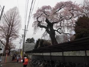 亀千代桜