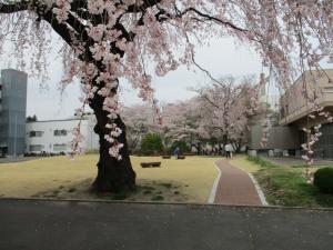 東北大学医学部中庭