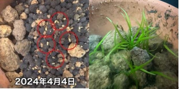 発芽の様子