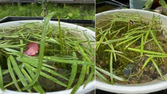 浮葉の様子。写真真ん中に見える赤い葉は、ハスの新芽です。