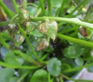 ミズアオイの結実