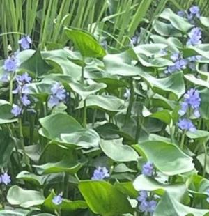 ミズアオイの花