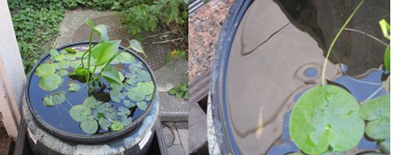成長したミズアオイとメダカ2