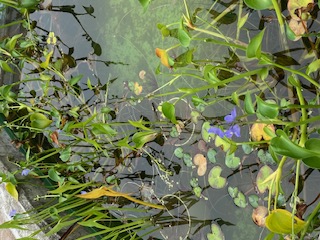 陽だまりの池に咲くミズアオイ