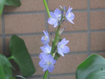 咲き始めは薄紫色