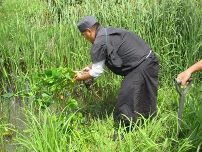 ビオトープへ植え付け