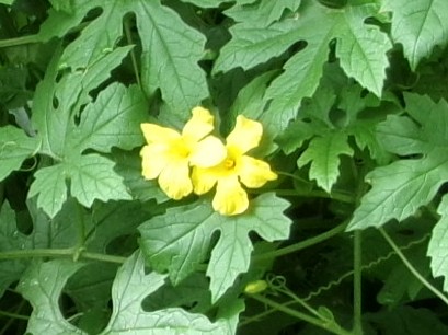 ゴーヤ花が咲きました