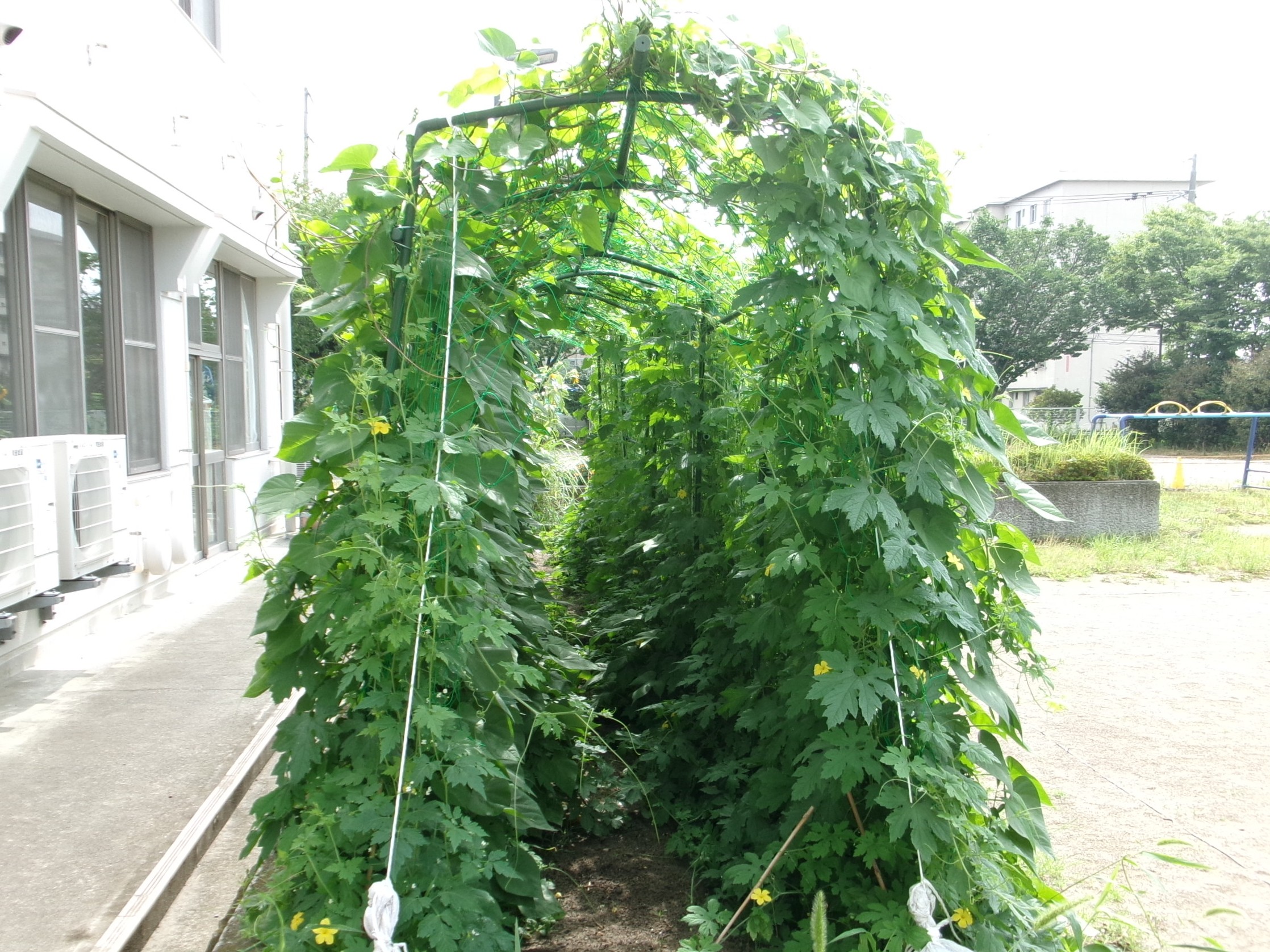 グリーントンネル完成