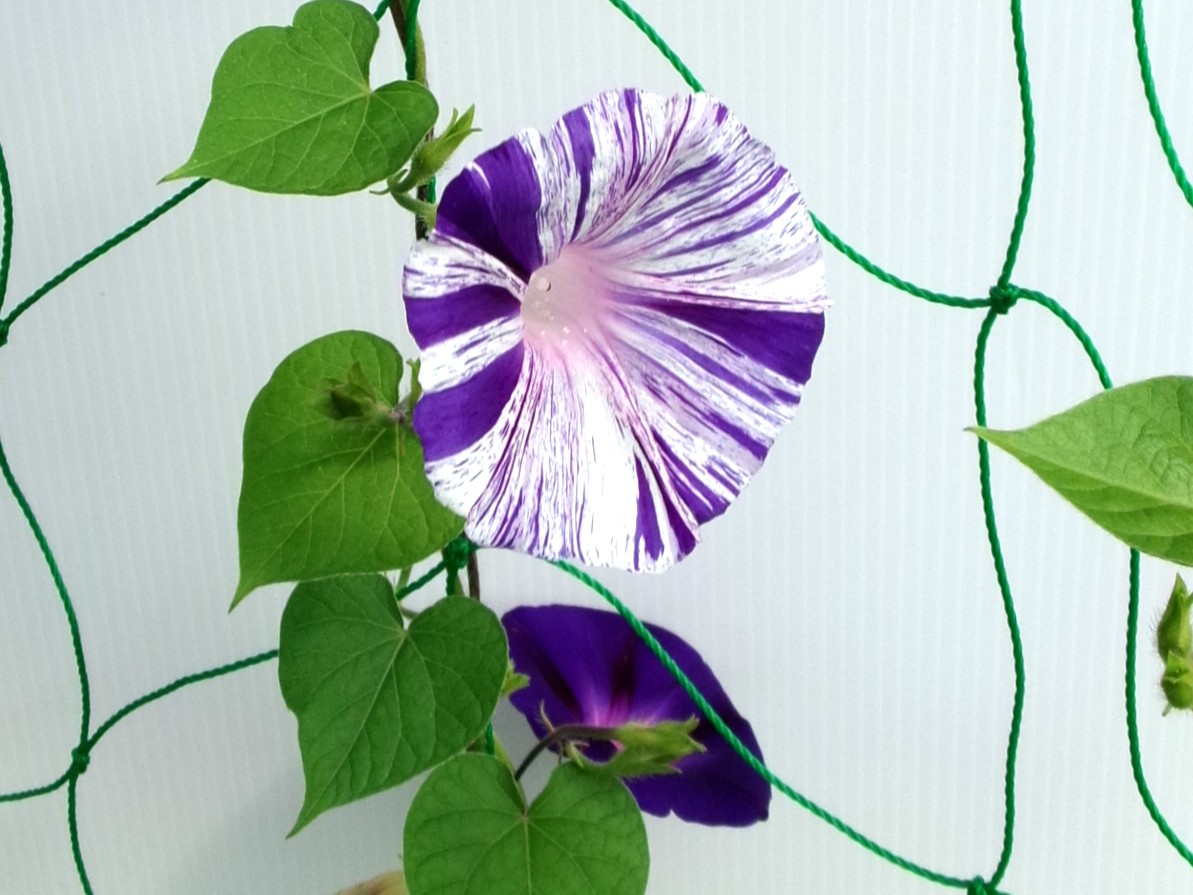 朝顔の花が咲きました