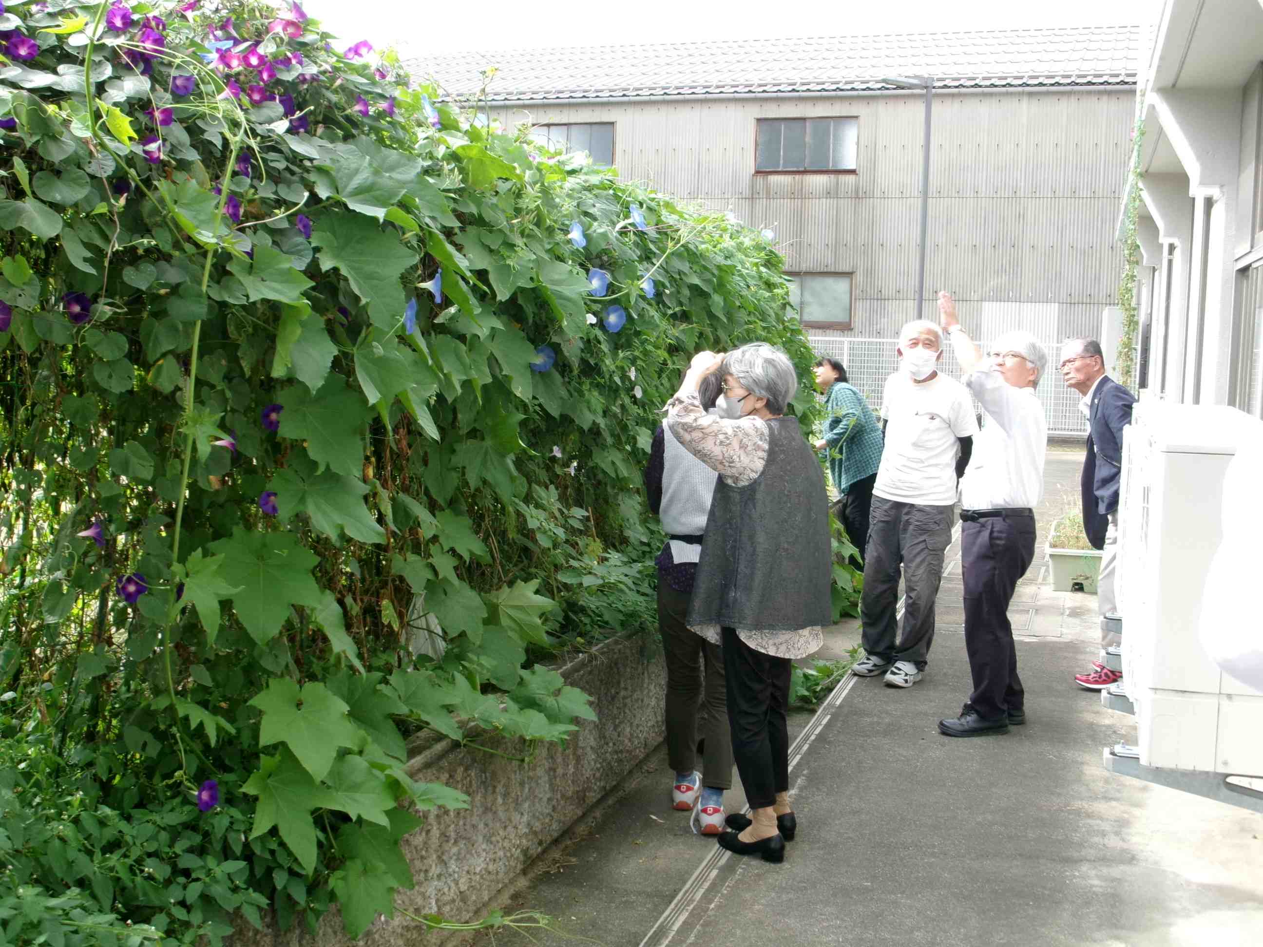 グリーントンネルの観察