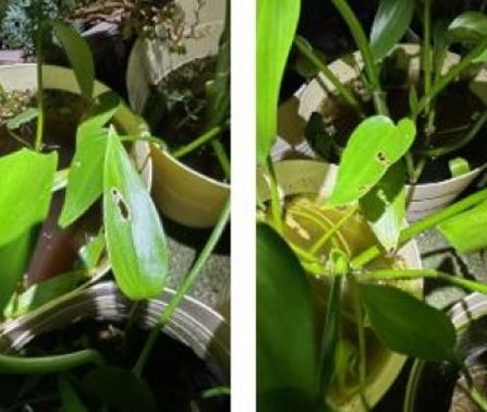 害虫に気を付けましょう