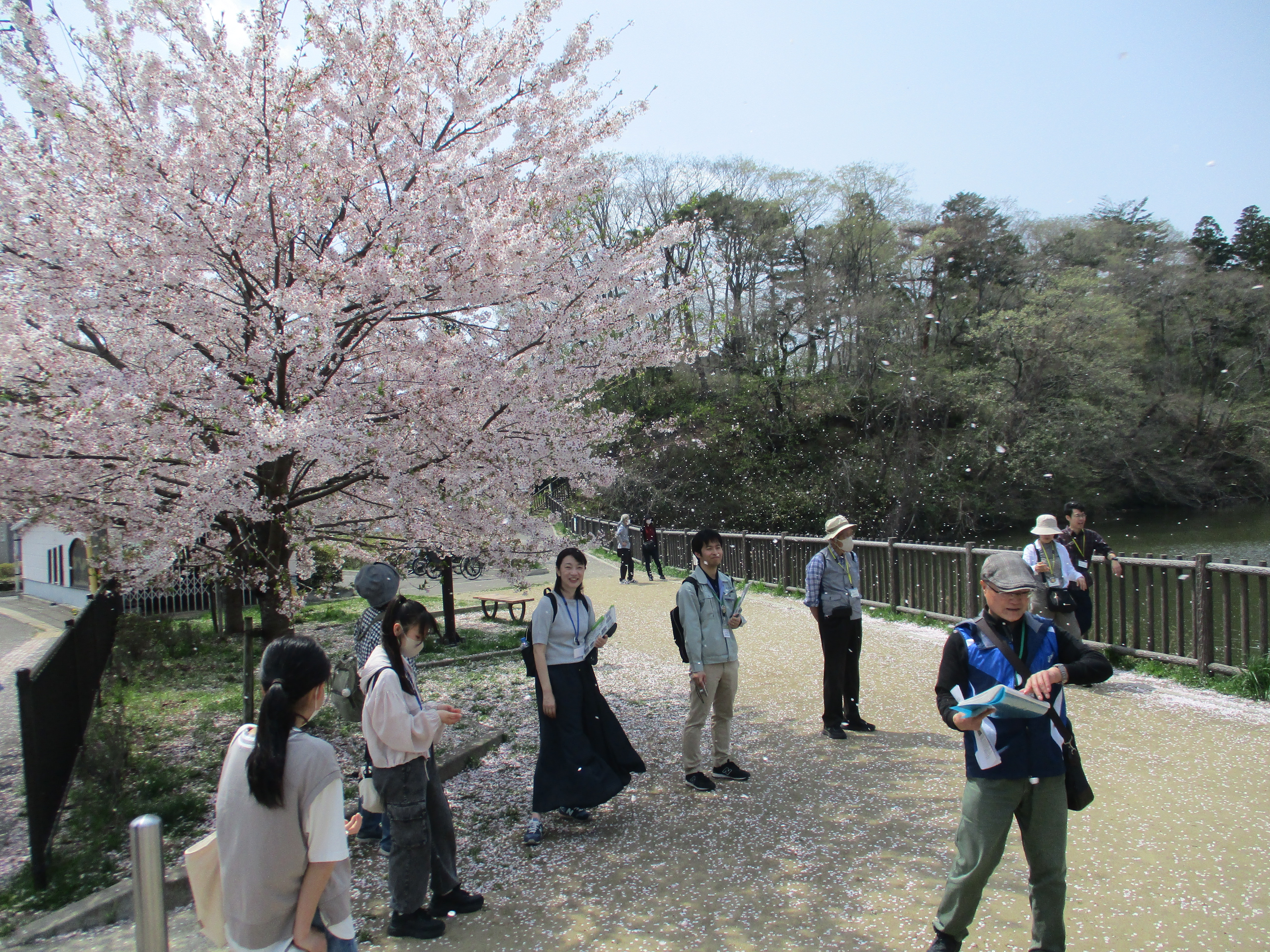 与兵衛沼の桜