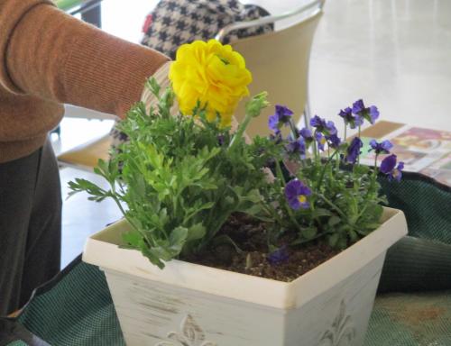 完成した寄せ植え