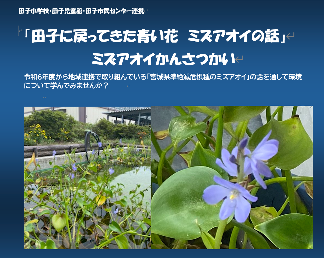 ミズアオイ観察会委お知らせ
