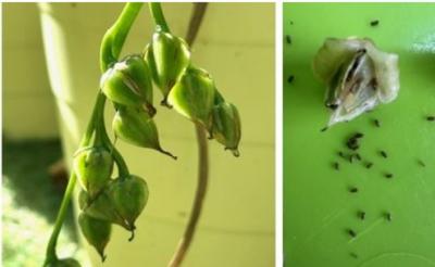 種ができました。