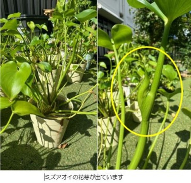 ミズアオイの花芽