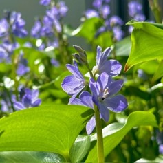 ミズアオイの花2