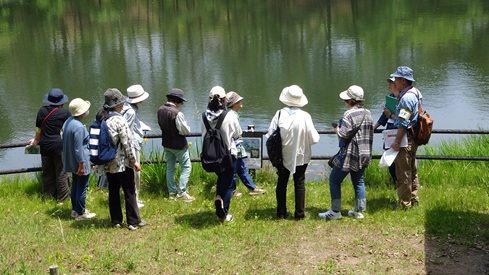 スイレンポイント