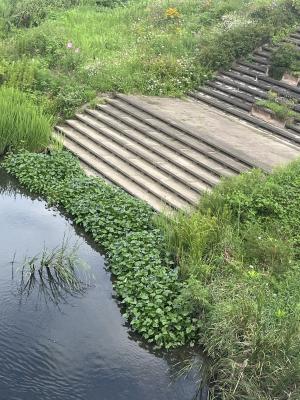 梅田川ミズアオイ自生地
