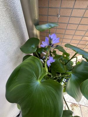 ミズアオイの花　田子