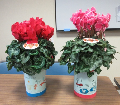 シクラメンの鉢植えの画像