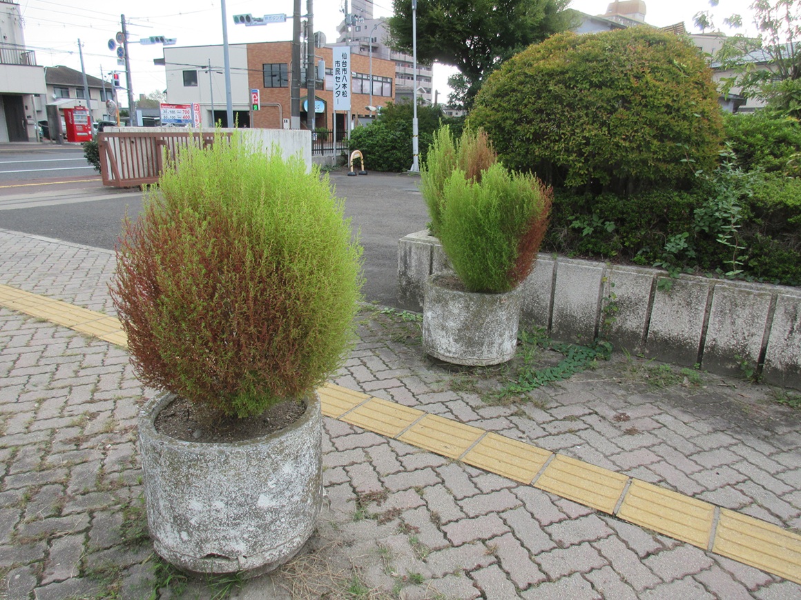 赤く色づき始めたコキア
