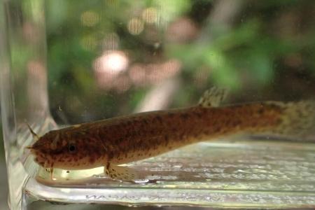 ホトケドジョウ