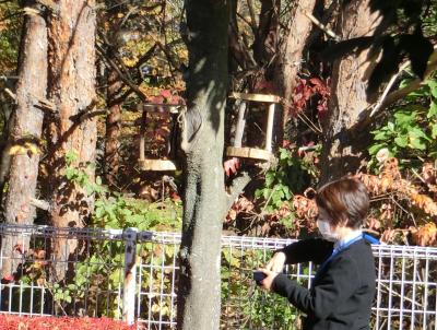 鳥のえさ台にひまわりの種