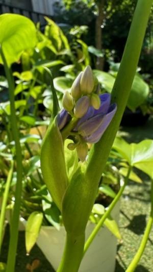 ミズアオイのつぼみ