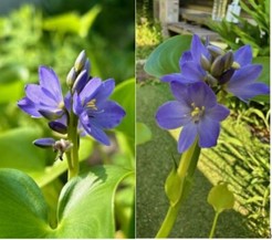 ミズアオイの花