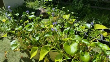 ミズアオイの花がさきました