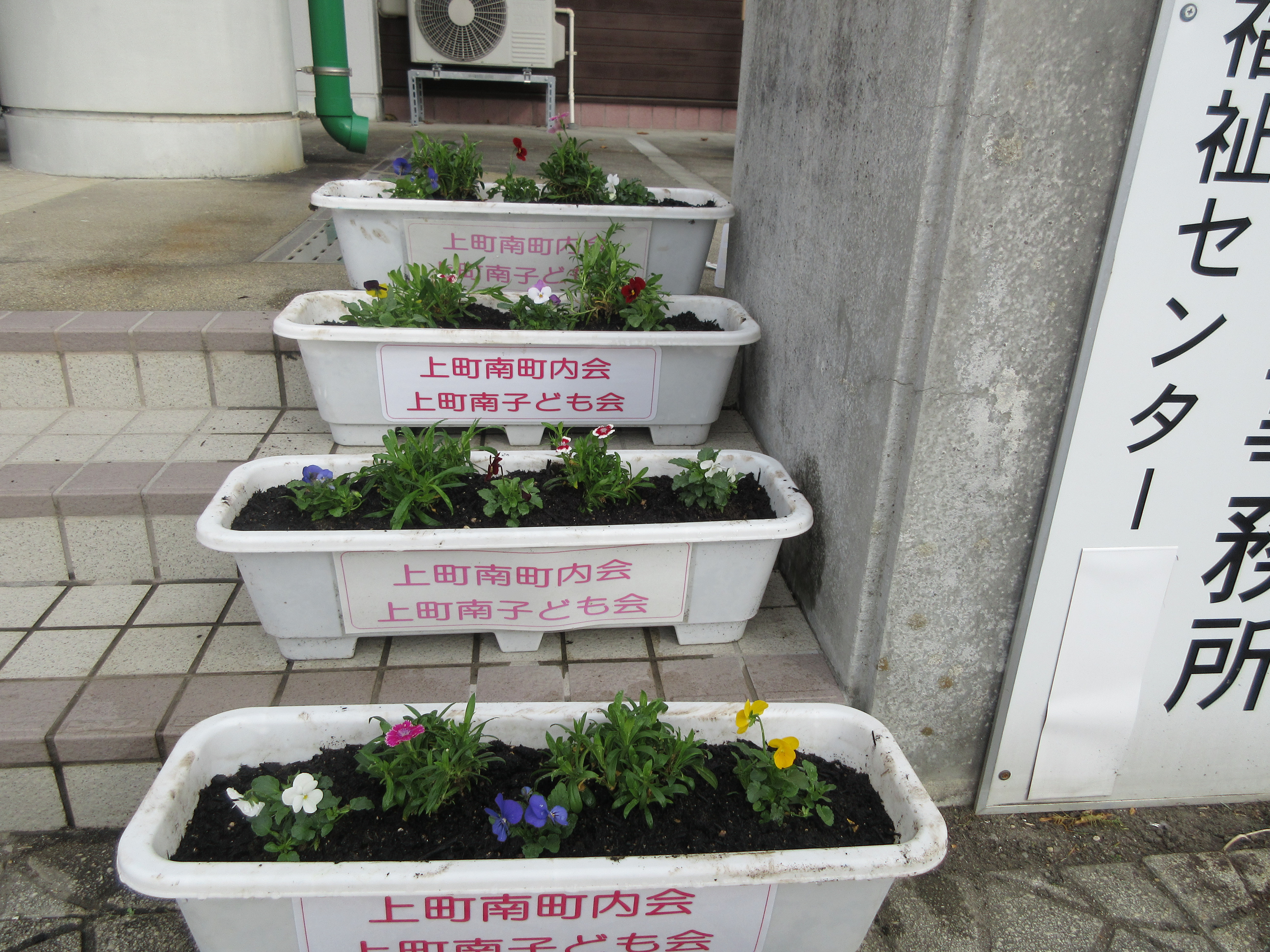 秋の花植え活動1