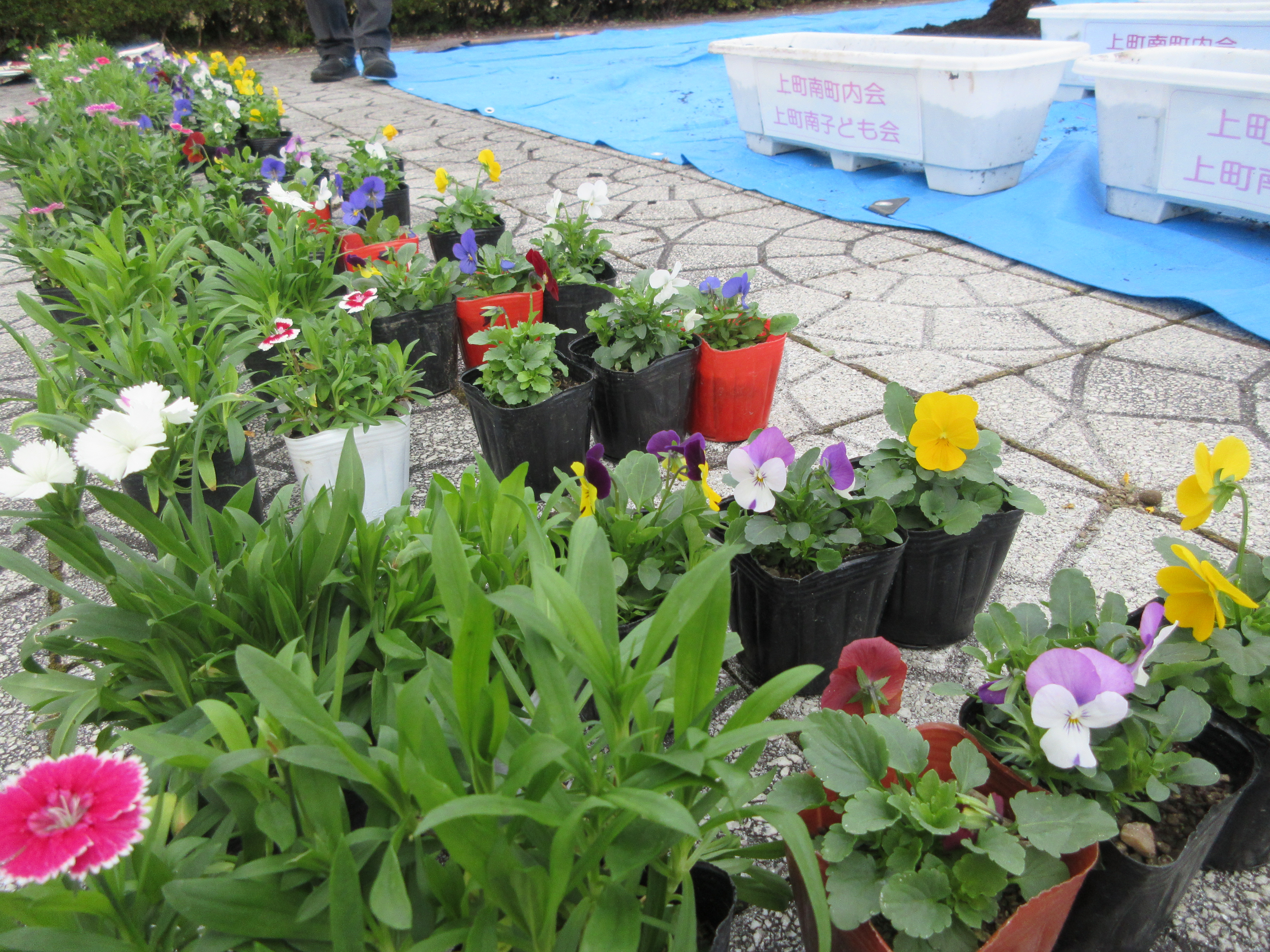 秋の花植え活動2