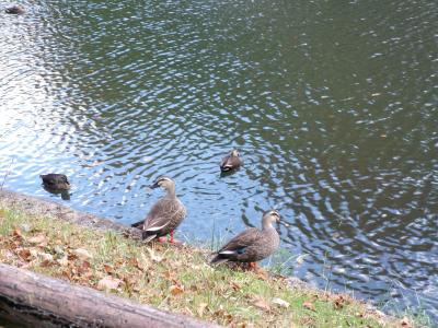 貝ケ森中央公園その4