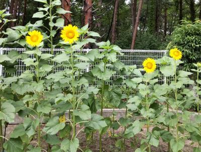 ひまわり開花2