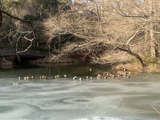2026年2月の貝ケ森中央公園2