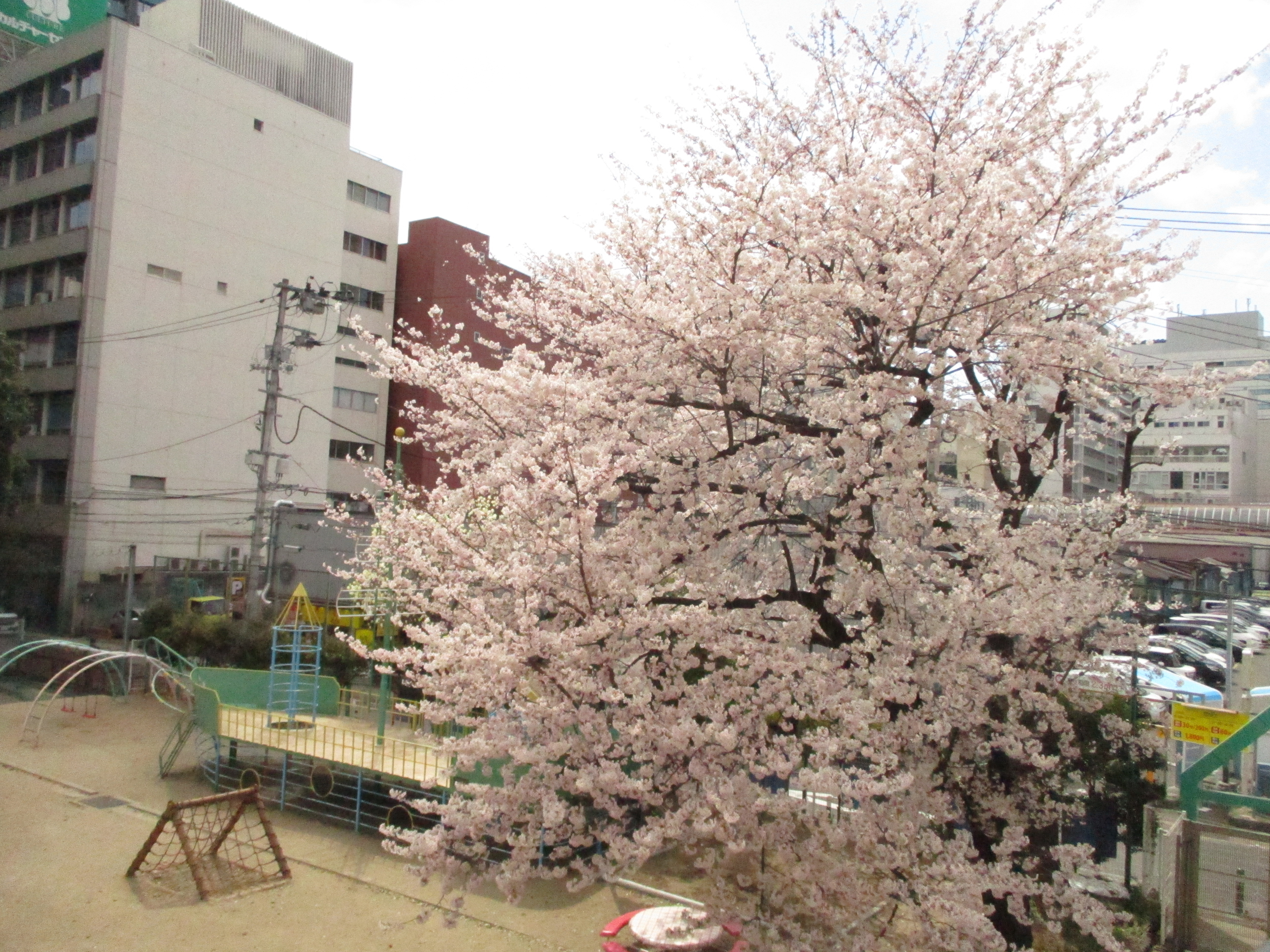 校庭の桜