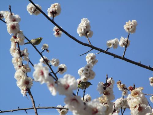 臥竜梅とメジロ