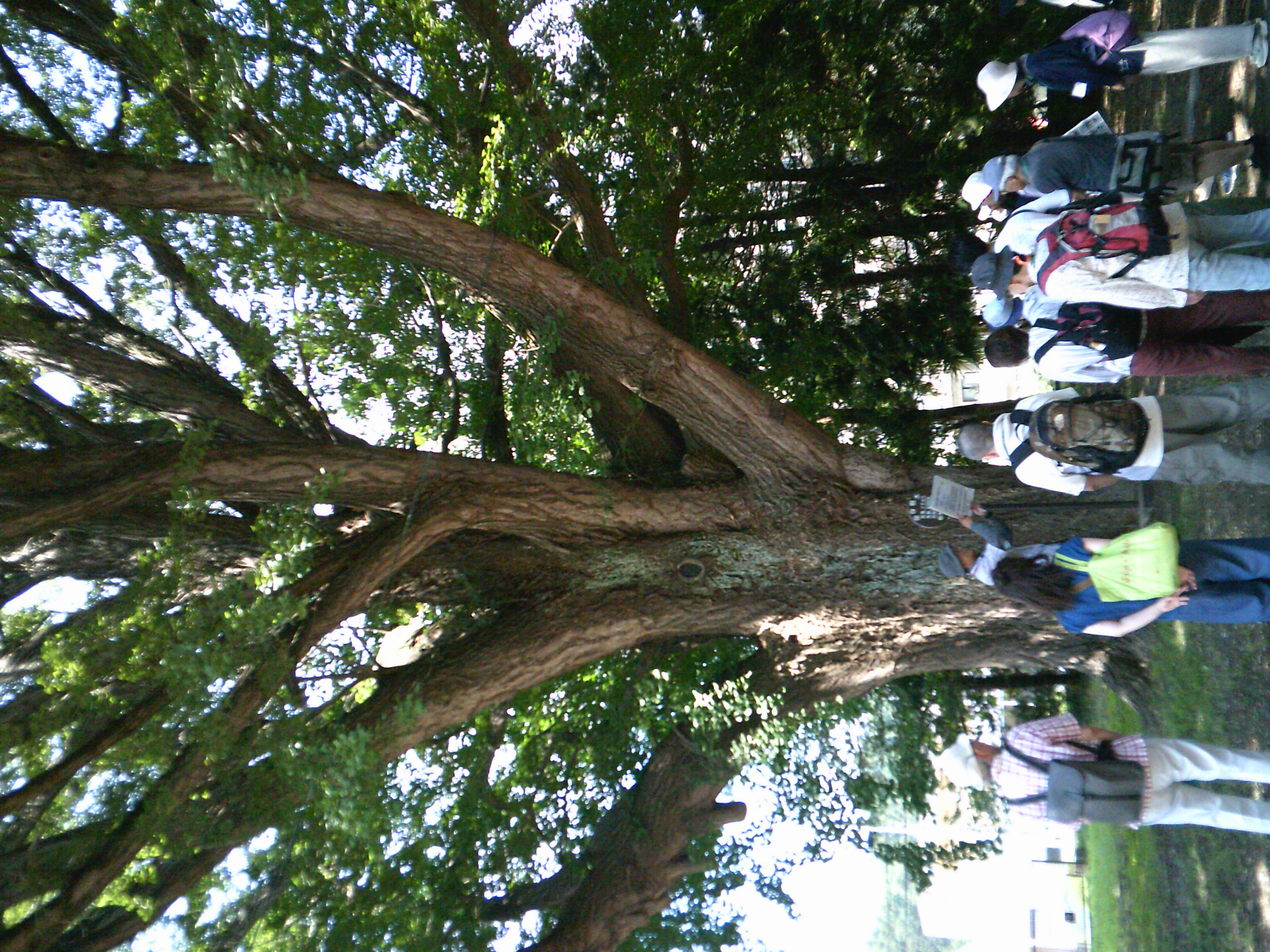 6月28日土曜日米ヶ袋コース