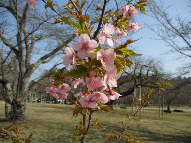 三神峯公園清掃活動3