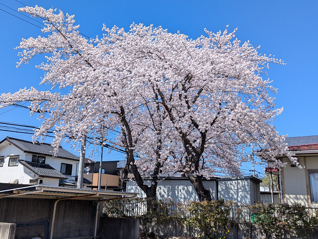 令和8年度の桜