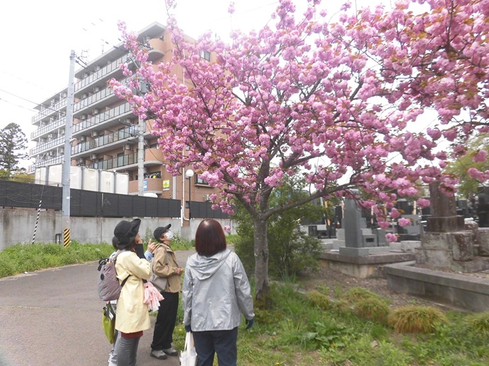桜