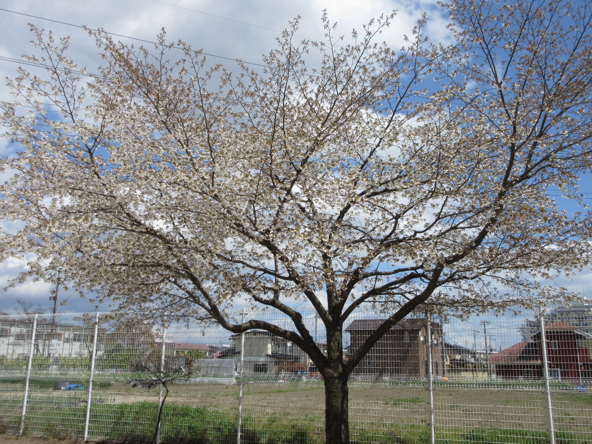 yama