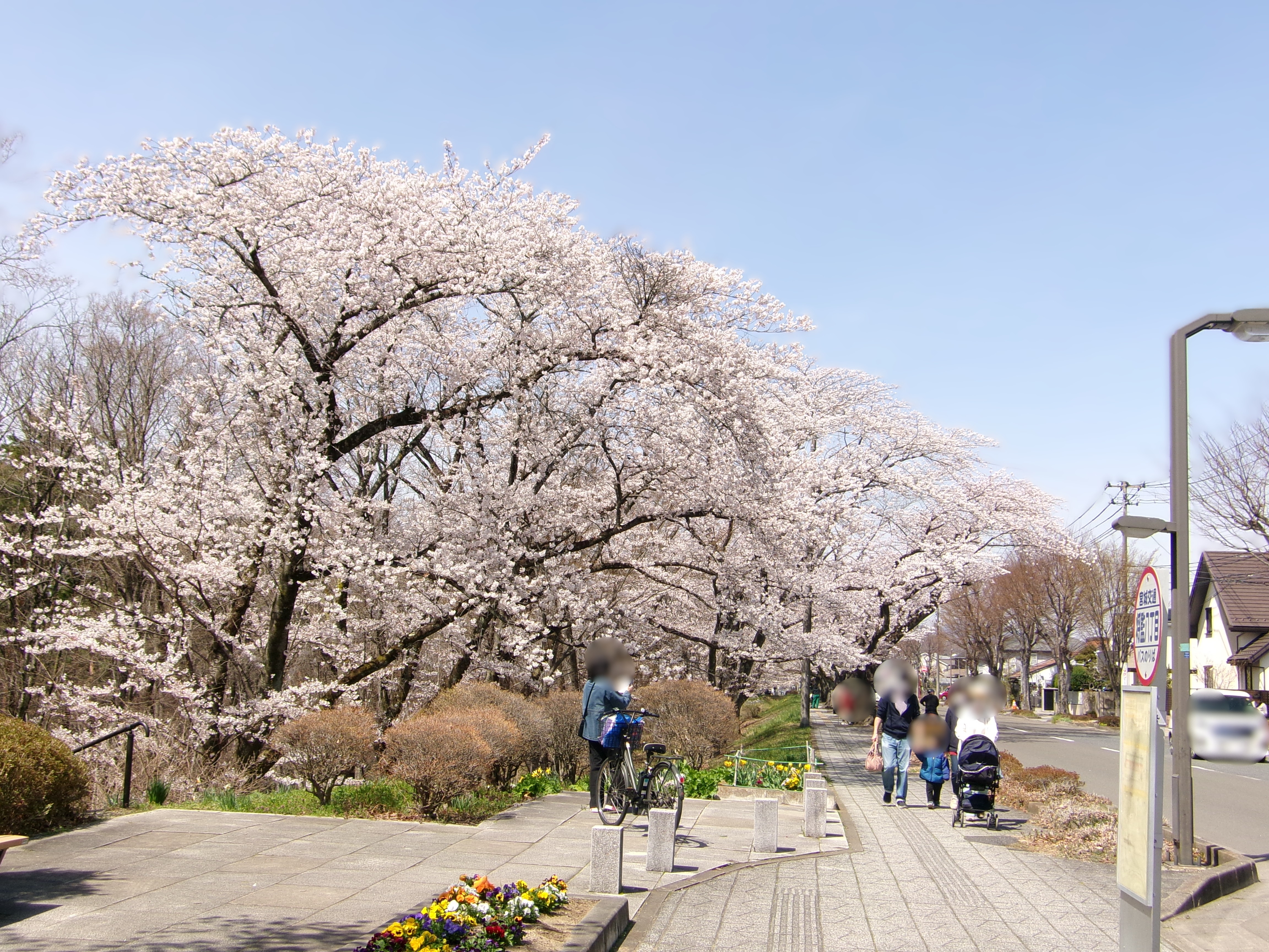 sakura01