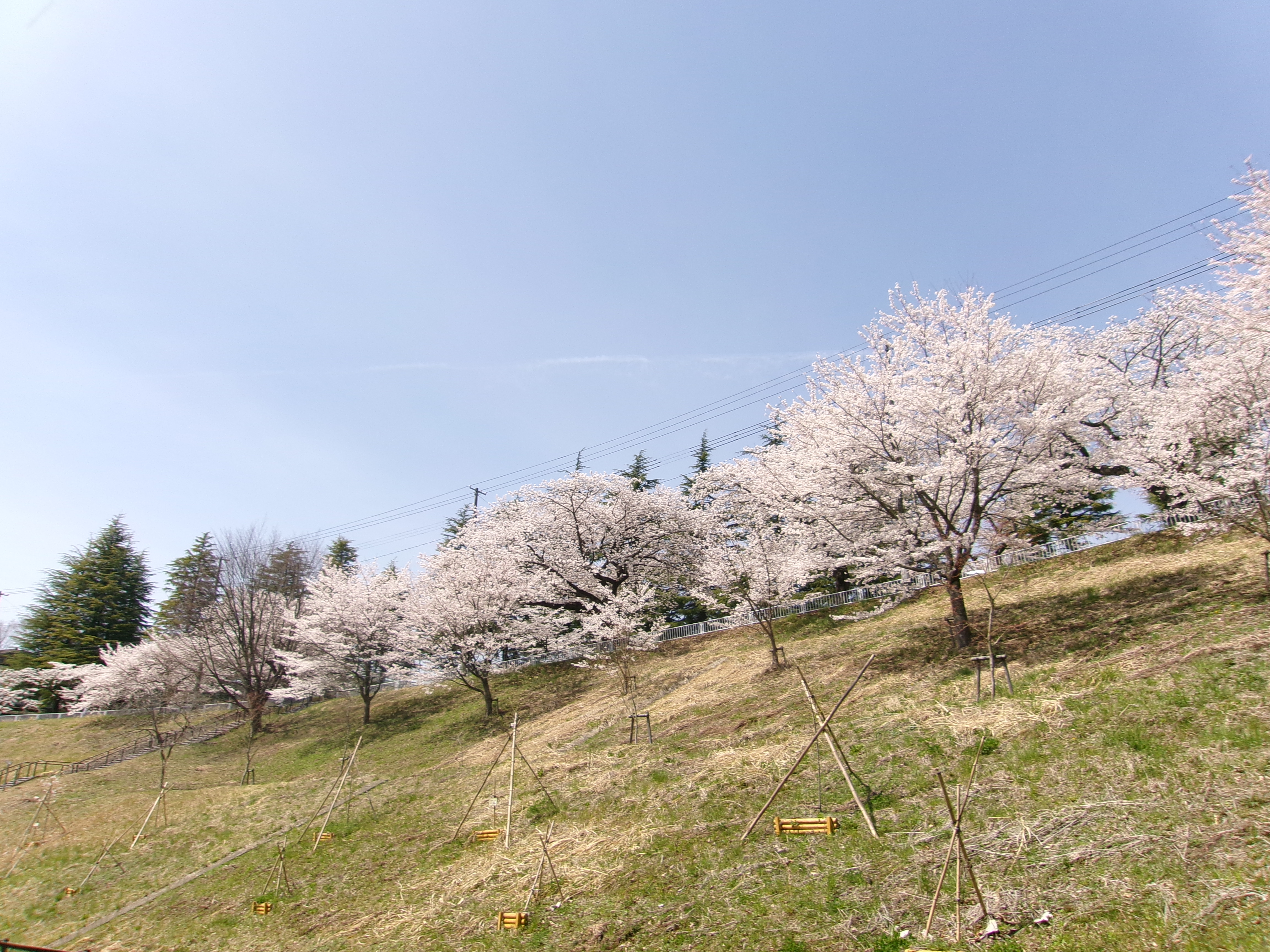 sakura02