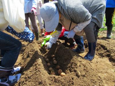 里芋の芽出し作業です
