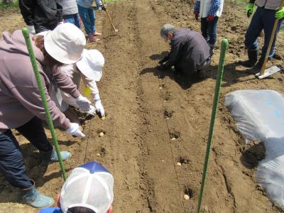 ジャガイモを等間隔に植えました